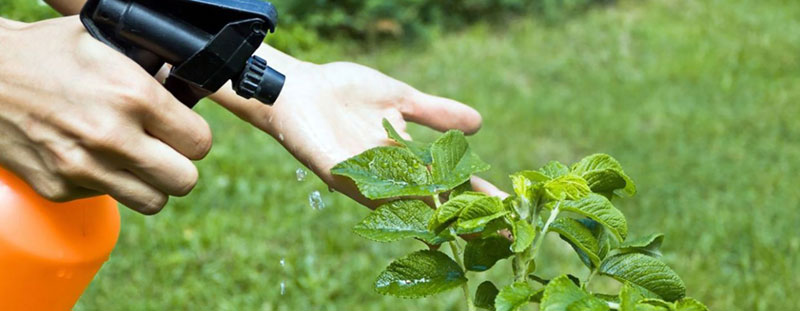 Aplicación de insecticida