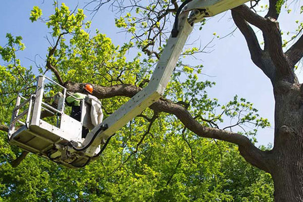 Poda árboles palmeras