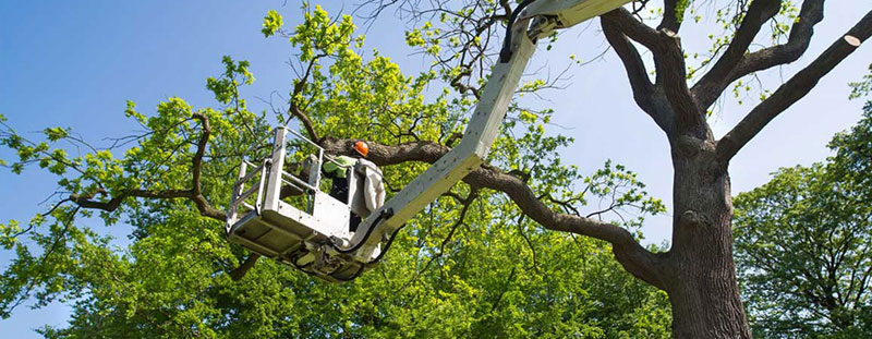 Poda de árboles y palmeras