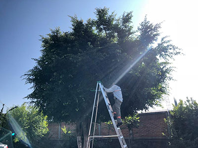 Poda de arboles